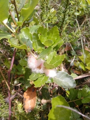 Andricus quercusramuli