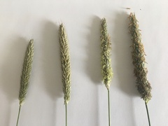 Alopecurus pratensis