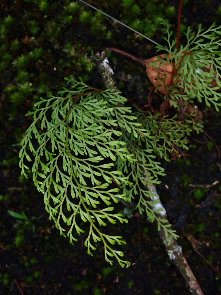 Odontosoria krameri (Odontosoria krameri)