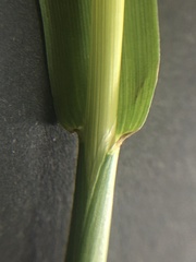 Alopecurus pratensis
