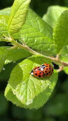 Harmonia axyridis