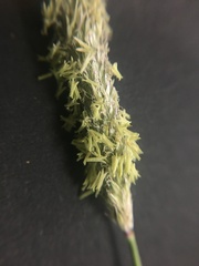 Alopecurus pratensis