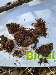 Bryoerythrophyllum recurvirostrum