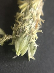 Alopecurus pratensis