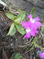 Primula pedemontana