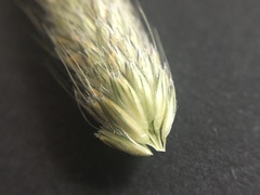 Alopecurus pratensis