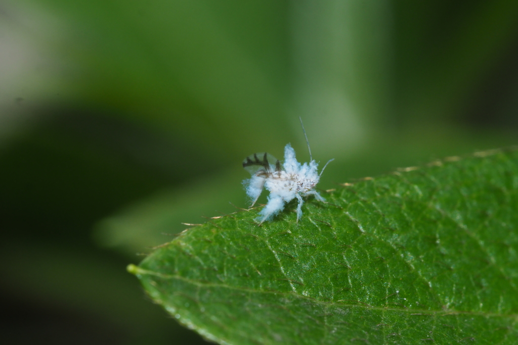 Shivaphis tilisucta