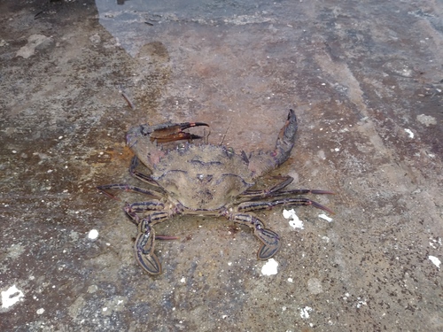 Portunidae