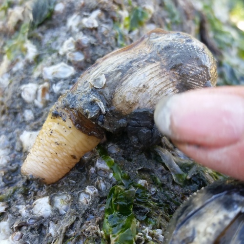 Zirfaea pilsbryi