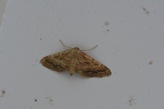 Idaea inclinata
