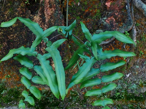 Histiopteris stipulacea observed 2022-05-20