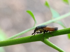 Idiella