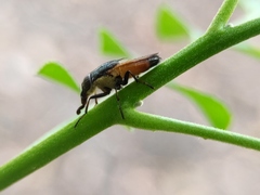 Idiella