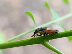 Idiella