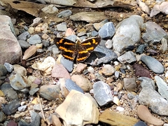 Symbrenthia hypselis