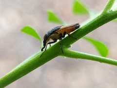 Idiella