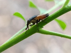 Idiella
