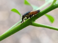 Idiella