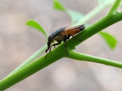 Idiella