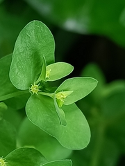Euphorbia peplus