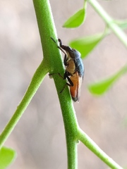 Idiella