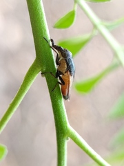 Idiella