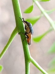 Idiella
