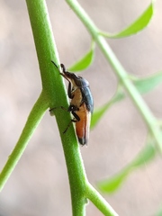Idiella