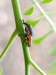 Idiella