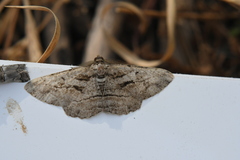 Peribatodes correptaria