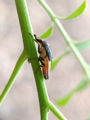 Idiella