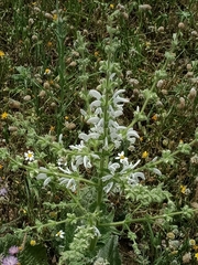 Salvia argentea