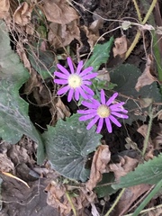 Pericallis tussilaginis image