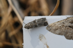 Acrobasis romanella
