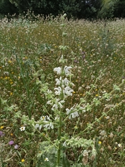 Salvia argentea