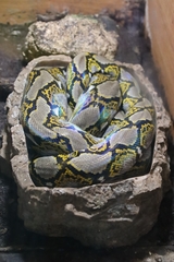 Malayopython
