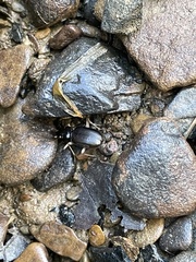 Nebria lacustris