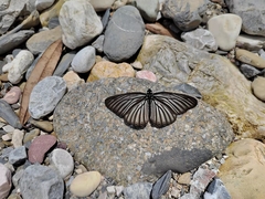 Aldania raddei