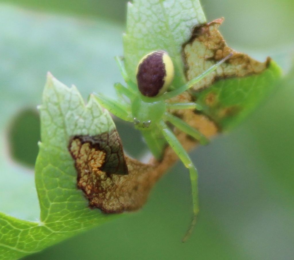 Eurasian Green Crab Spider from Saltwells NNR, Dudley, UK on May 21