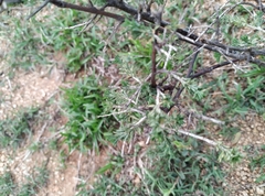 Indigofera aspalathoides