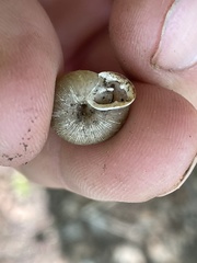 Triodopsis tridentata