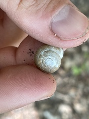 Triodopsis tridentata