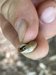 Triodopsis tridentata