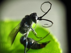 Trirogma caerulea
