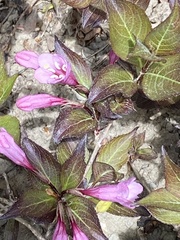 Weigela hortensis