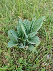 Gentiana lutea