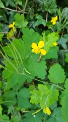 Chelidonium majus
