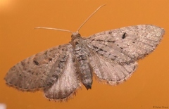 Eupithecia intricata