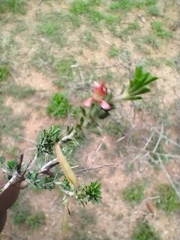 Indigofera aspalathoides