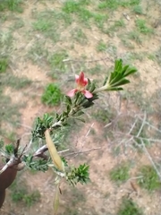 Indigofera aspalathoides